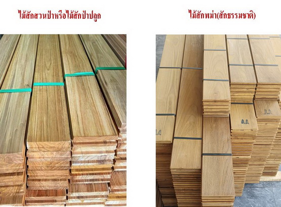 ความแตกต่างไม้สักสวนป่า vs ไม้สักพม่า